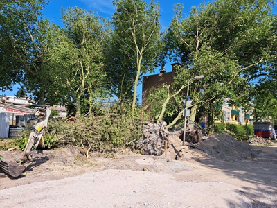 NOC-Poly-057 Omgewaaide bomen in de wijk Wheermolen